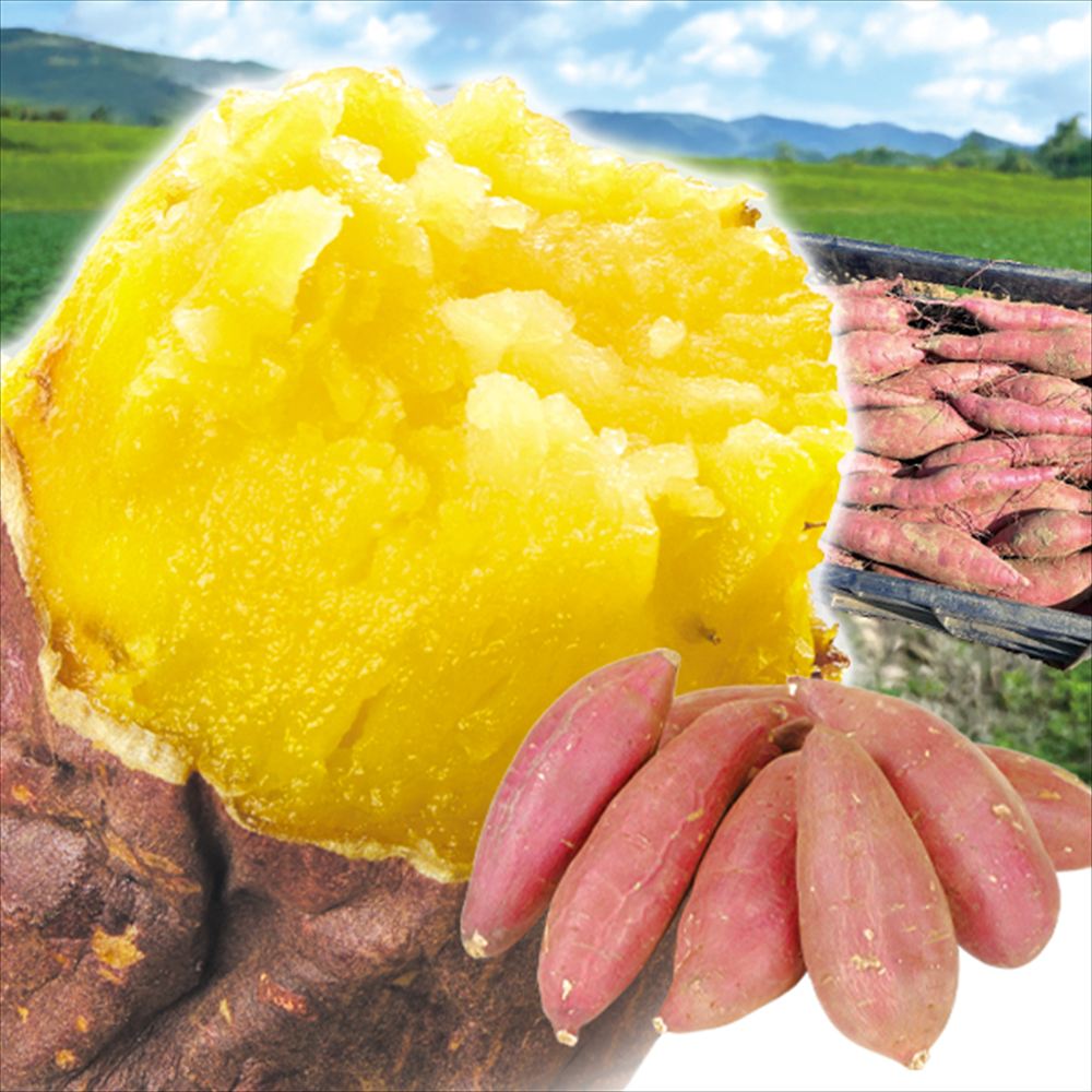 さつまいも 10kg シルクスイート 超特価 宮崎産 送料無料 食品