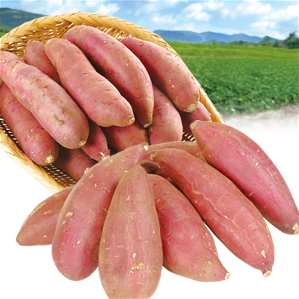 さつまいも 10kg （各5kg） 極甘蜜芋セット 宮崎産 紅はるか シルクスイート 送料無料 食品