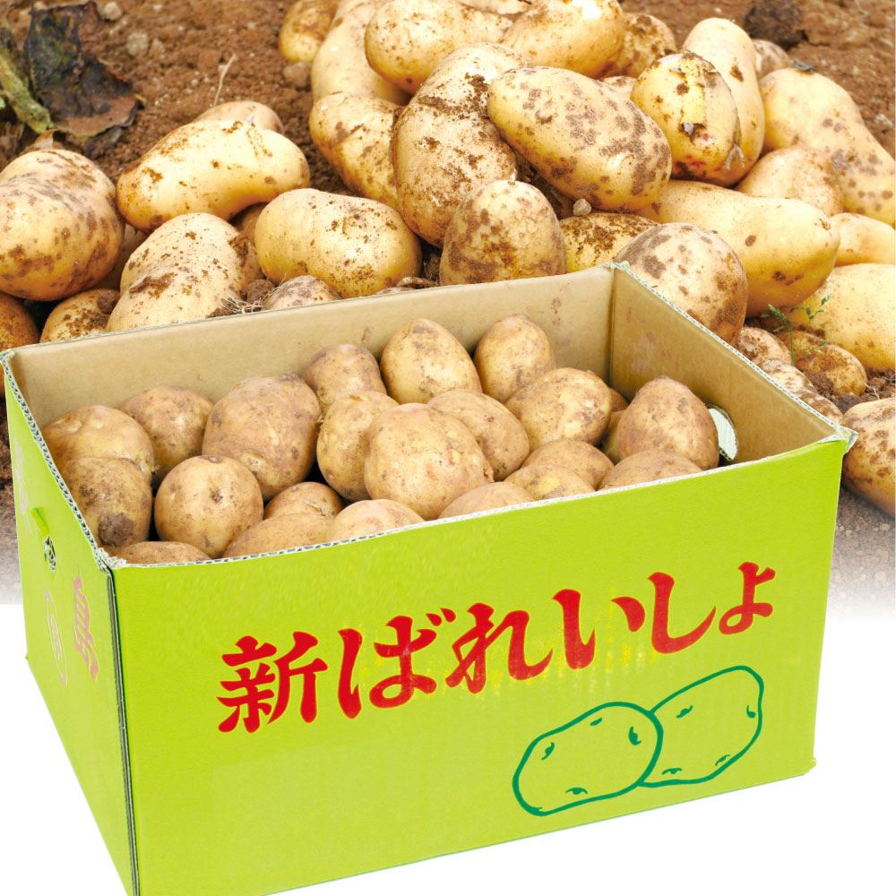 じゃがいも 5kg 新ばれいしょ 九州産 送料無料 食品