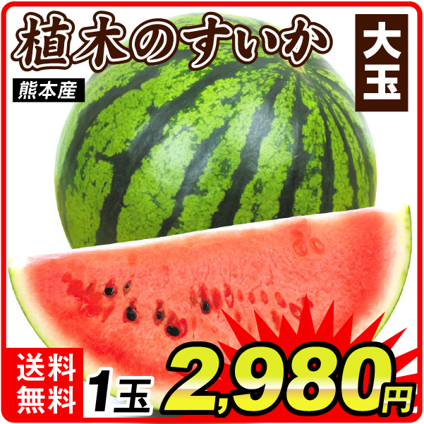 スイカ 1玉 植木のすいか 熊本産 送料無料 食品