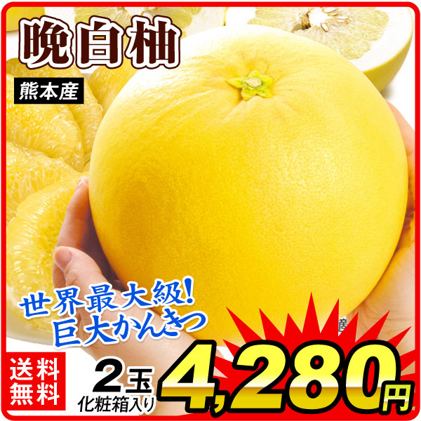 みかん 晩白柚 2玉 熊本産 化粧箱 ばんぺいゆ 世界最大級 みかん 柑橘 送料無料 食品