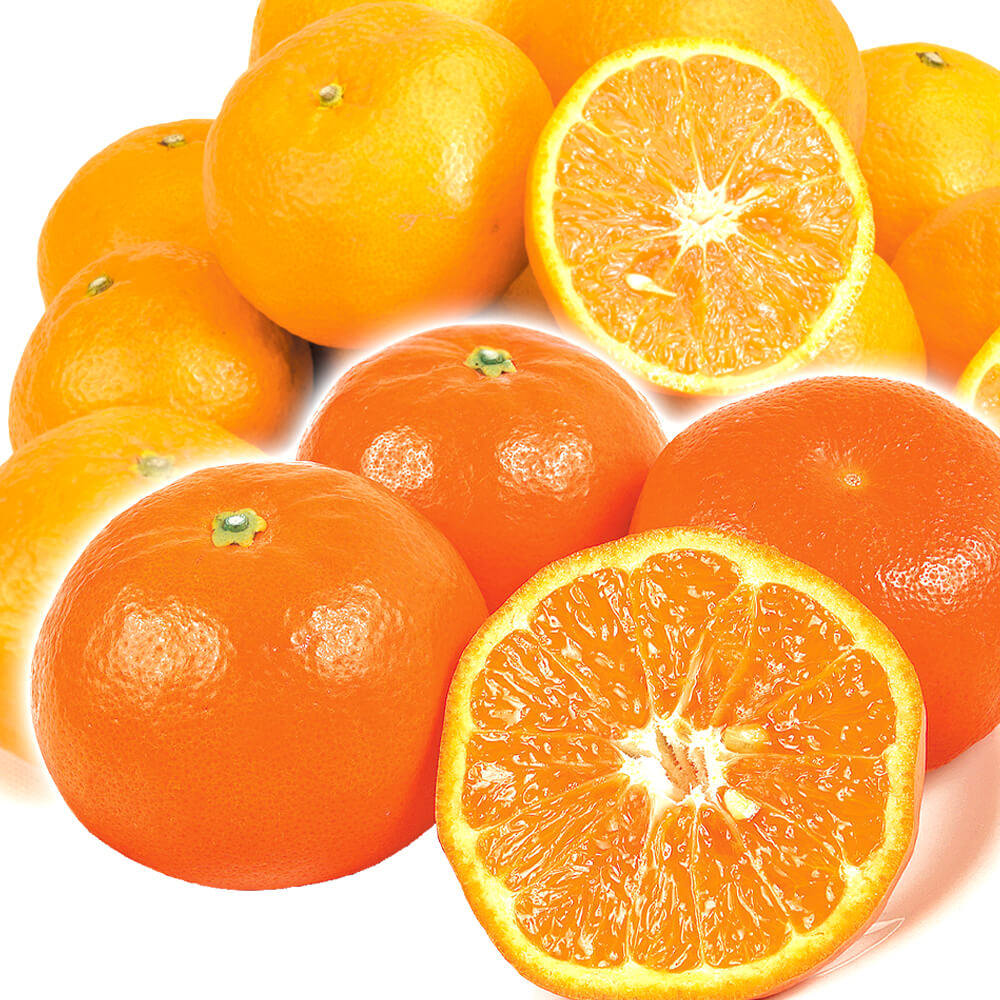 みかん なつみ＆セミノールセット 10kg（各5kg）芳醇柑橘セット 送料無料 食品