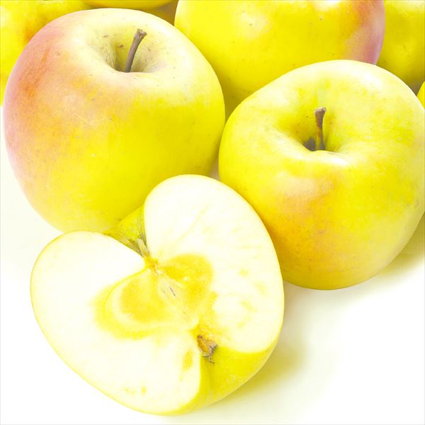 りんご 10kg  ぐんま名月 青森産 希少品種 送料無料 食品