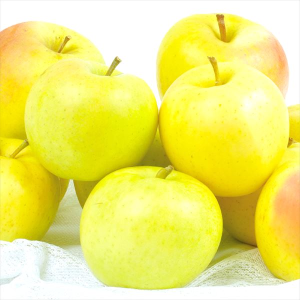 りんご 10kg とき 青森産 ご家庭用 送料無料 食品