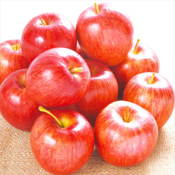 りんご 10kg シナノドルチェ 長野産 希少品種 送料無料 食品