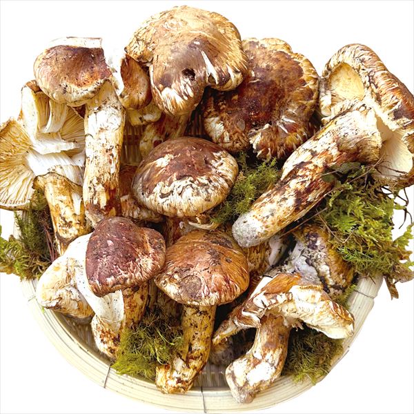 天然きのこ 松茸 国産 413g 訳あり その221