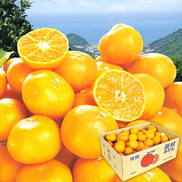 みかん 5kg 田村みかん 和歌山産 送料無料 食品