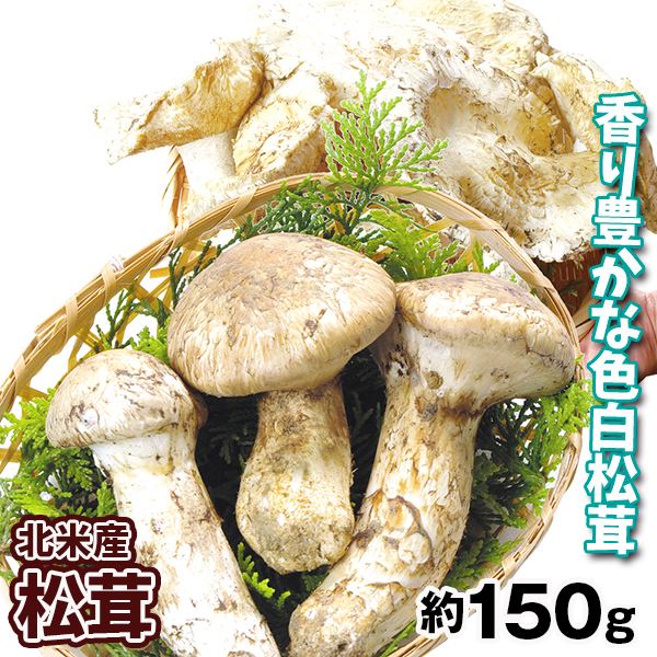 松茸 約150ｇ 北米産 冷蔵便 送料無料 食品