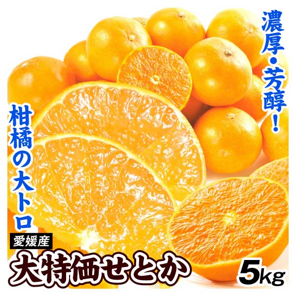 みかん 愛媛産 大特価 せとか 5kg 送料無料 食品