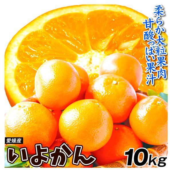 みかん 愛媛産 大特価 いよかん 10kg 送料無料 食品