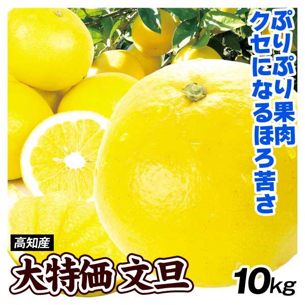 みかん 高知産 大特価 文旦 10kg ぶんたん 送料無料 食品