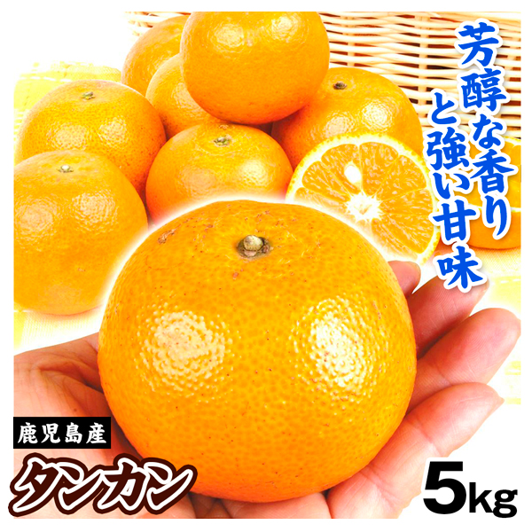 みかん 鹿児島産 タンカン 5kg 送料無料 食品