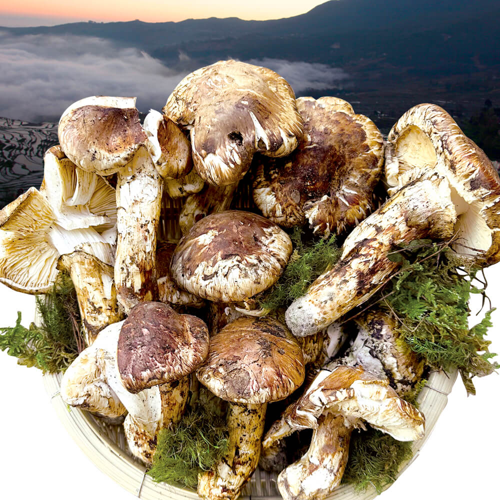 松茸 雲南省産 松茸 1kg 冷蔵便 送料無料 食品