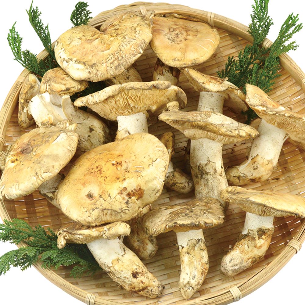 松茸 約1kg 北米産 冷蔵便 送料無料 食品