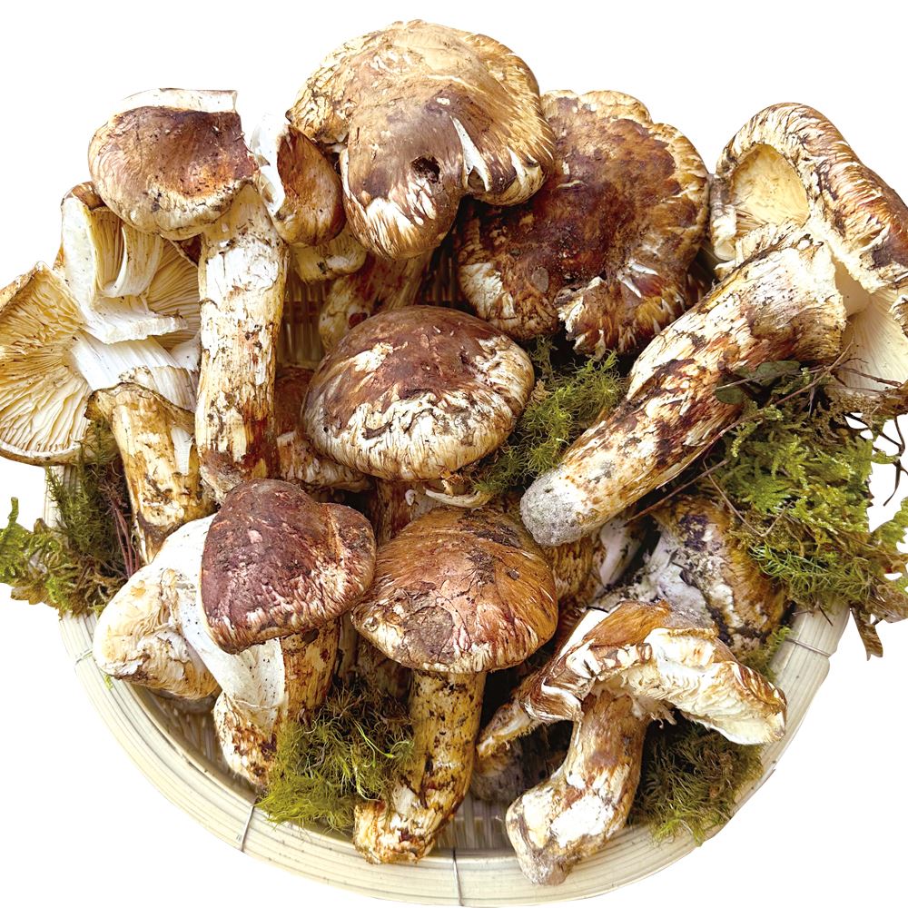 松茸 約1kg 雲南省産 冷蔵便 送料無料 食品