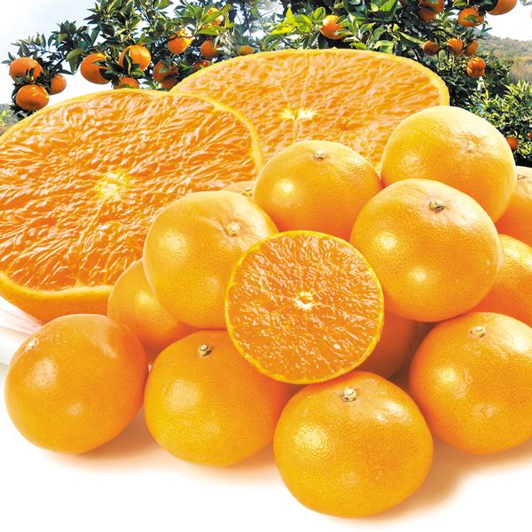 みかん 5kg せとか ご家庭用 愛媛産 送料無料 食品