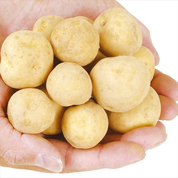 じゃがいも 10kg 小玉きたあかり 青森産 送料無料 食品