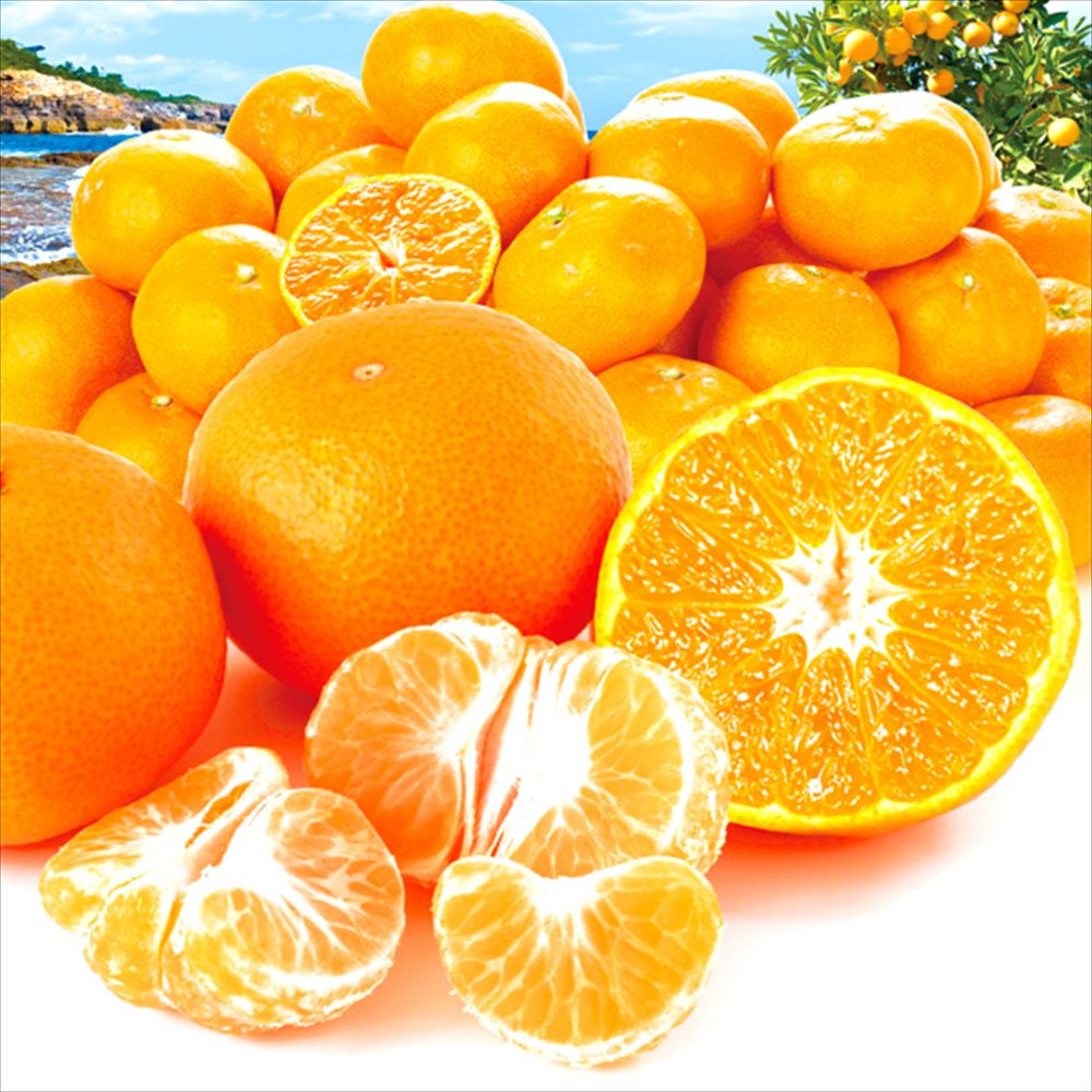 みかん 10kg 南紀黒潮みかん 和歌山産 送料無料 食品