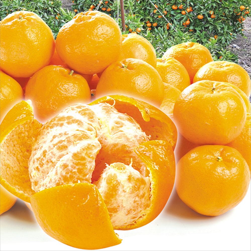 みかん 10kg 紀南のポンカン 和歌山産 送料無料 食品