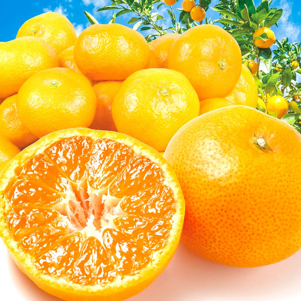 みかん 10kg 紀南の極甘みかん 大玉 和歌山産 送料無料 食品