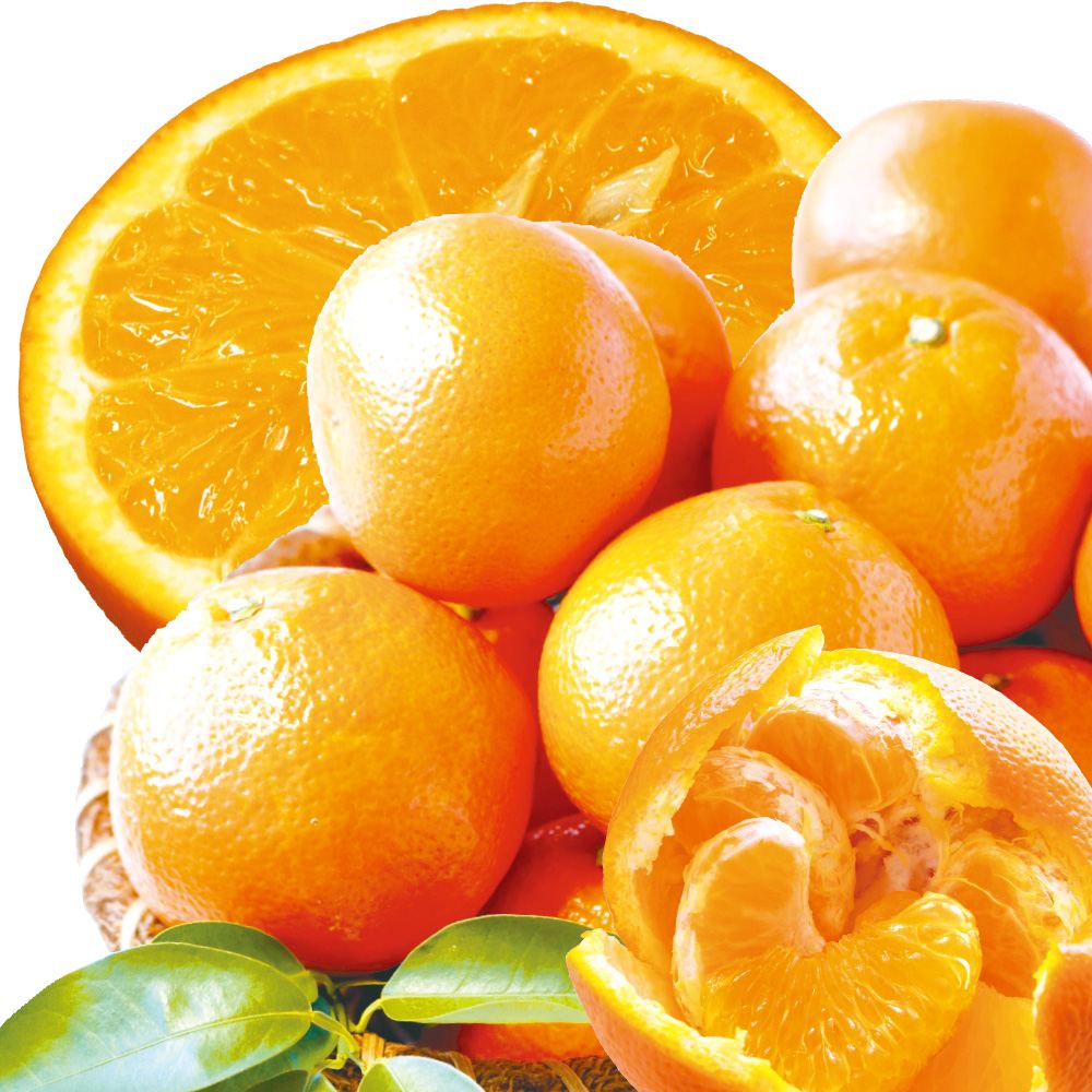 みかん 10kg いよかん 愛媛産 ご家庭用 送料無料 食品