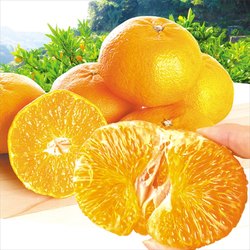 みかん 5kg 甘平　愛媛産　ご家庭用　 送料無料 食品