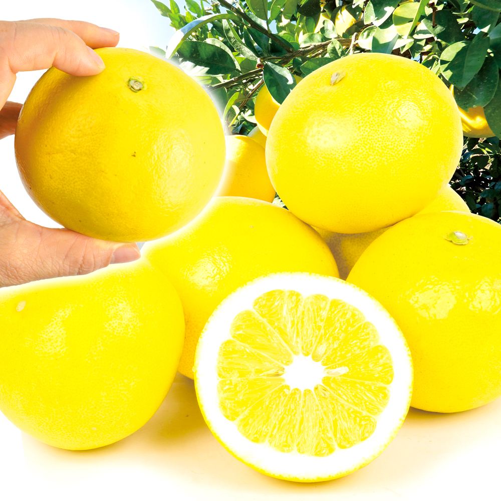 みかん 10kg ちび文旦 高知産 送料無料 食品