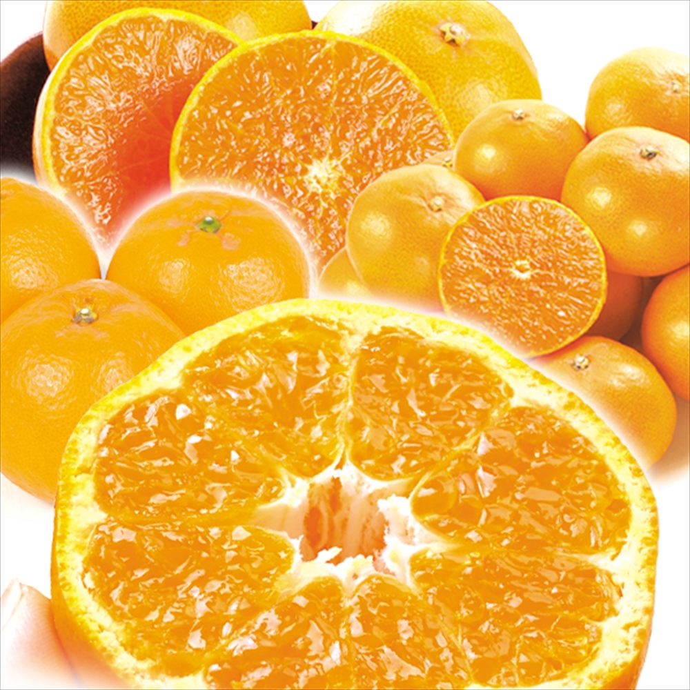 みかん 10kg （各5kg） 愛媛産 せとか＆愛媛産 はるみ セット 送料無料 食品