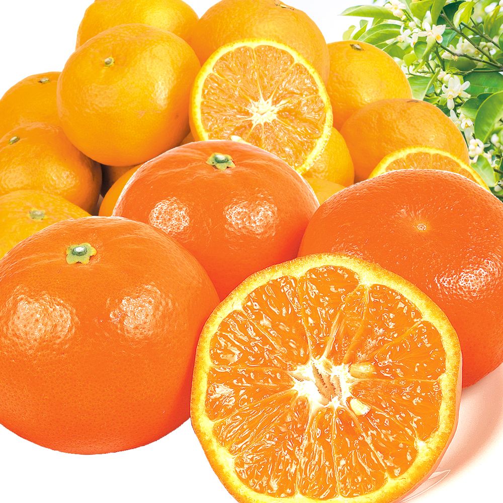 みかん 10kg （各5kg） 愛媛・和歌山産 なつみ ＆和歌山産 セミノール セット 送料無料 食品