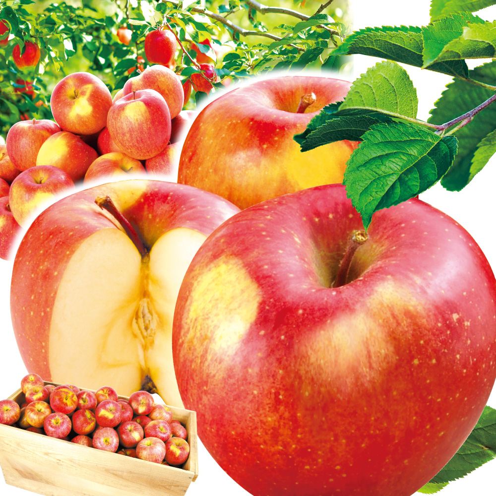 りんご 20kg 葉とらずふじ 青森産 木箱 ご家庭用 送料無料 食品