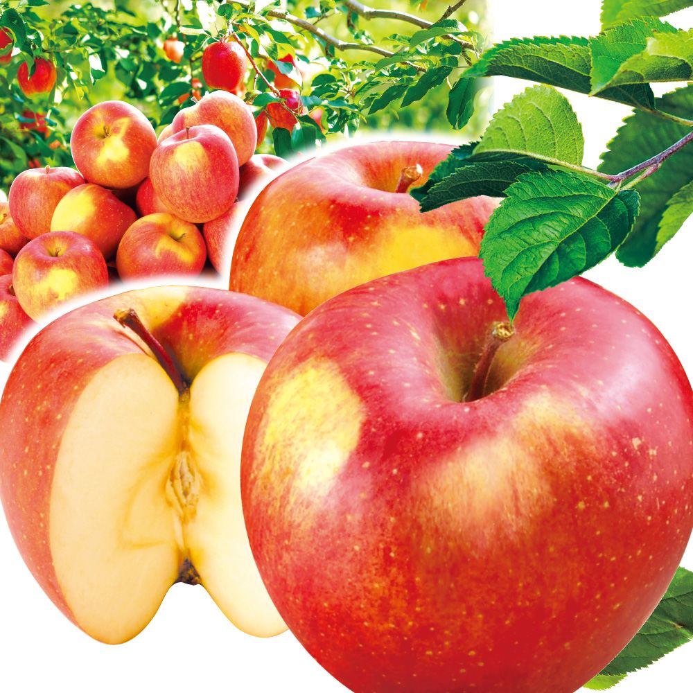 りんご 3kg 葉とらずふじ 青森産 ご家庭用 送料無料 食品