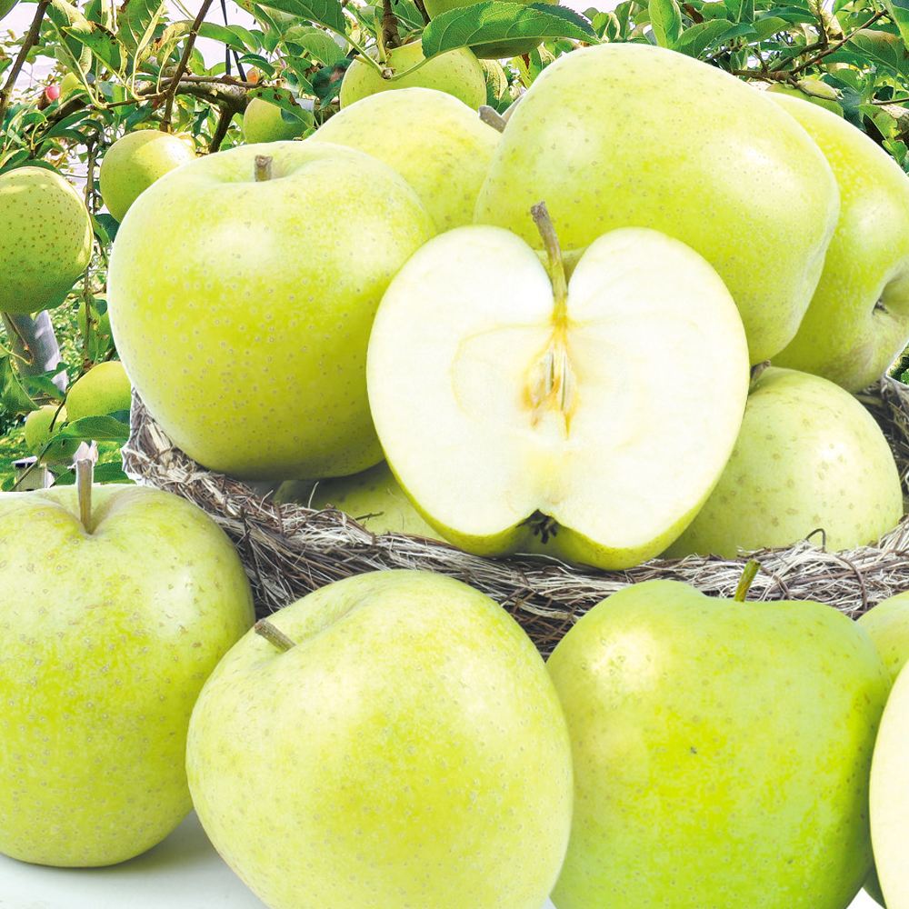 りんご 5kg 王林 青森産 五所川原 ご家庭用 送料無料 食品