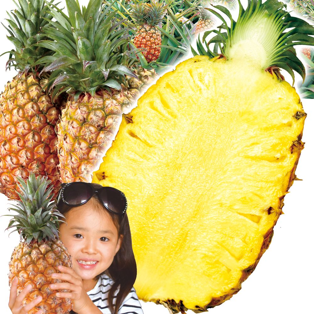 パイン 5kg 金鑚パイン 台湾産 送料無料 食品