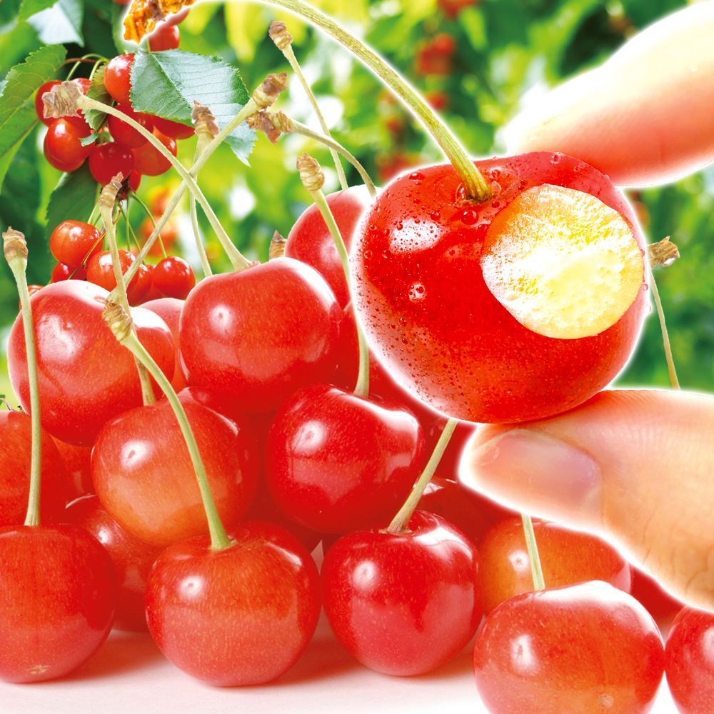 さくらんぼ 1kg1箱 佐藤錦 山形産 ご家庭用 送料無料 食品