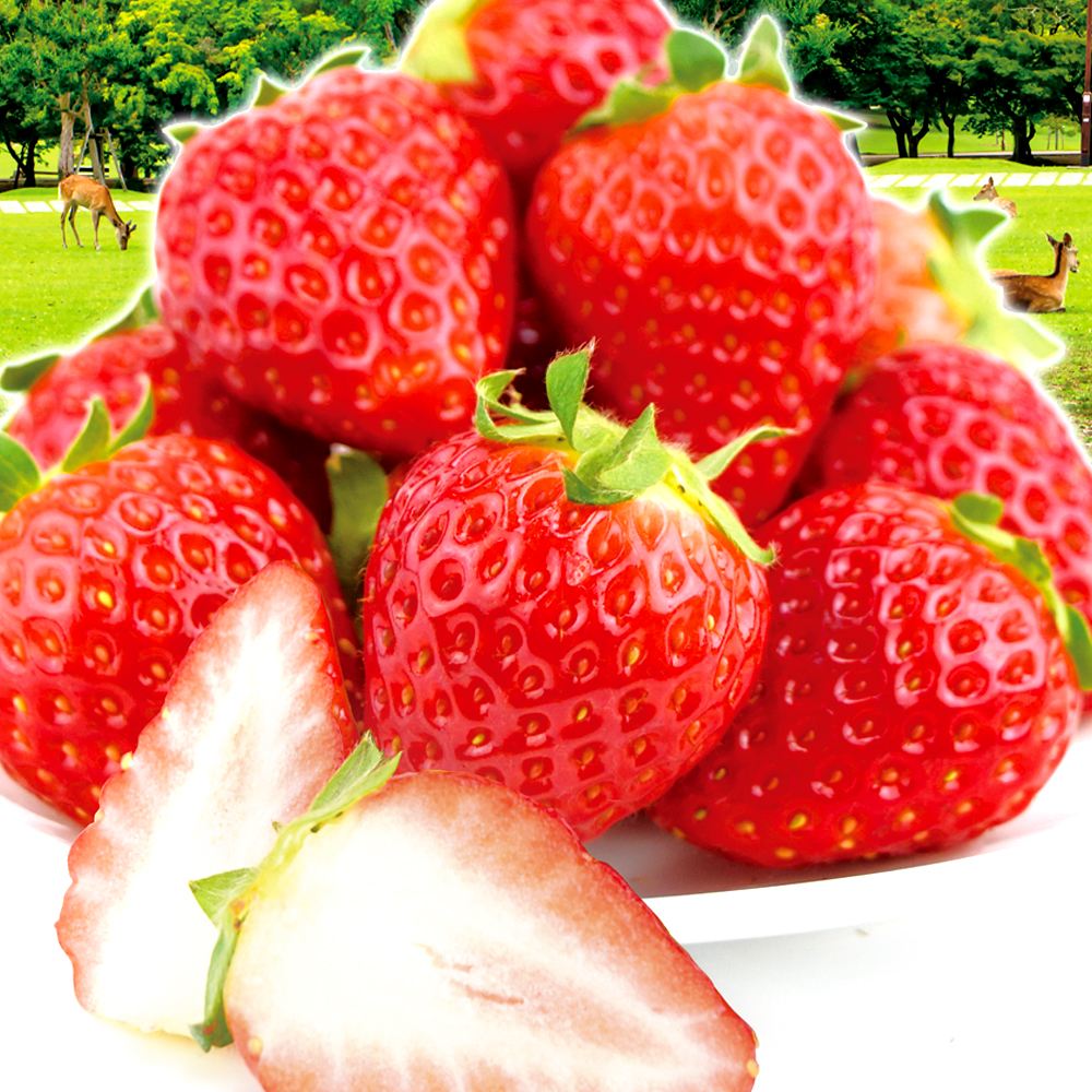 いちご 540g 古都華 奈良産 ご家庭用 送料無料 食品