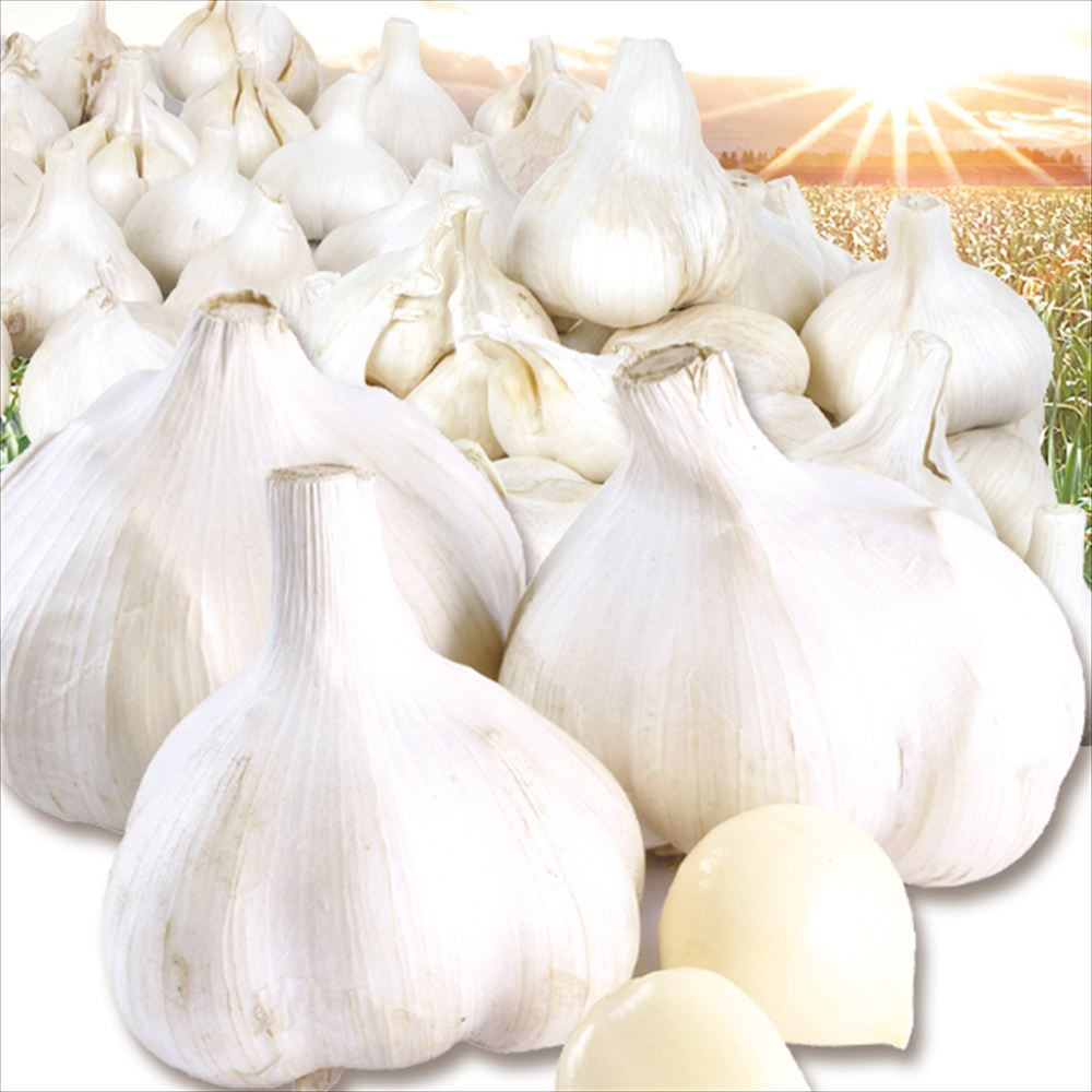 にんにく 1kg お買得にんにく 青森産 送料無料 食品