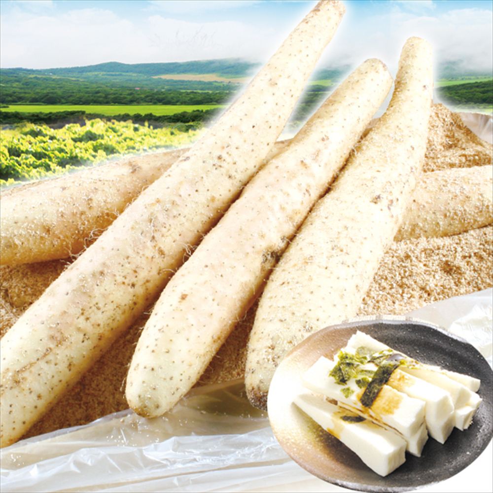長いも 10kg 長いも・一本物 北海道産 送料無料 食品