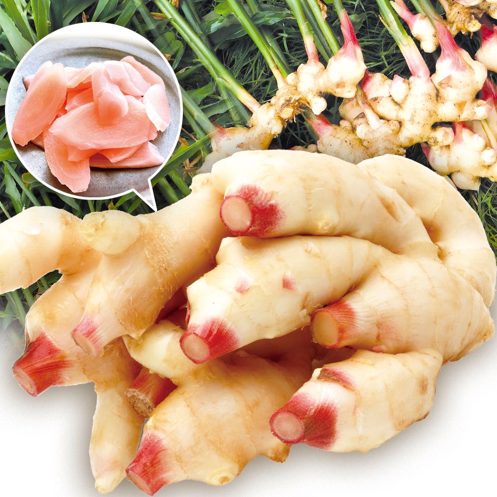 しょうが 4kg 新しょうが 和歌山産 冷蔵便 送料無料 食品