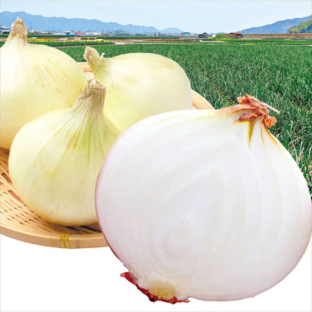 たまねぎ 10kg 新たまねぎ 不揃い 淡路島産 送料無料 食品