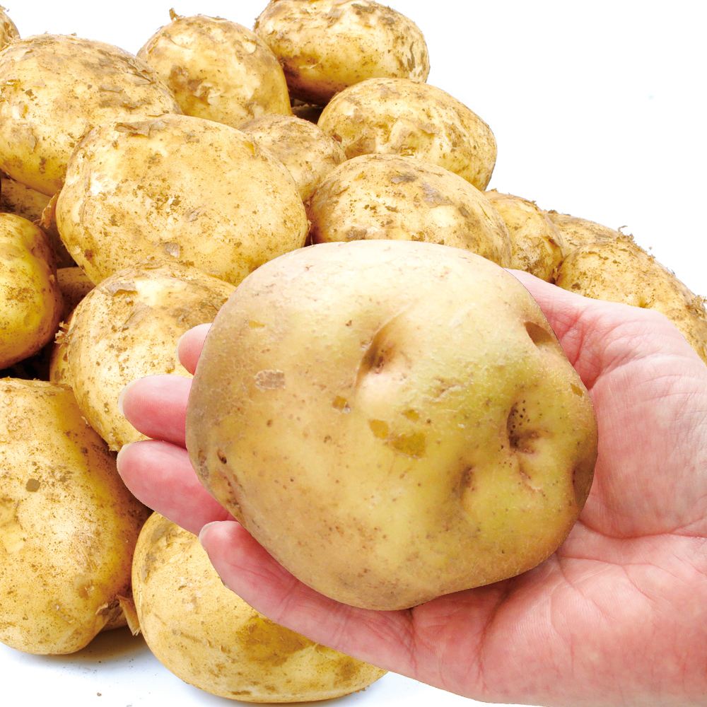 じゃがいも 10kg 大玉 キタアカリ 北海道産 じゃが芋 送料無料 食品