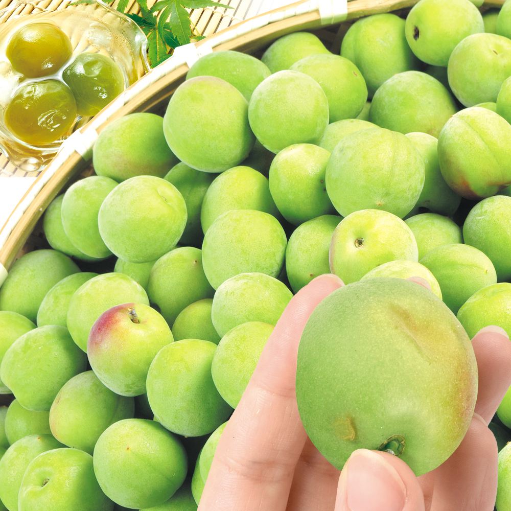 梅 10kg 南高梅【青梅】ご家庭用 和歌山産 送料無料 食品