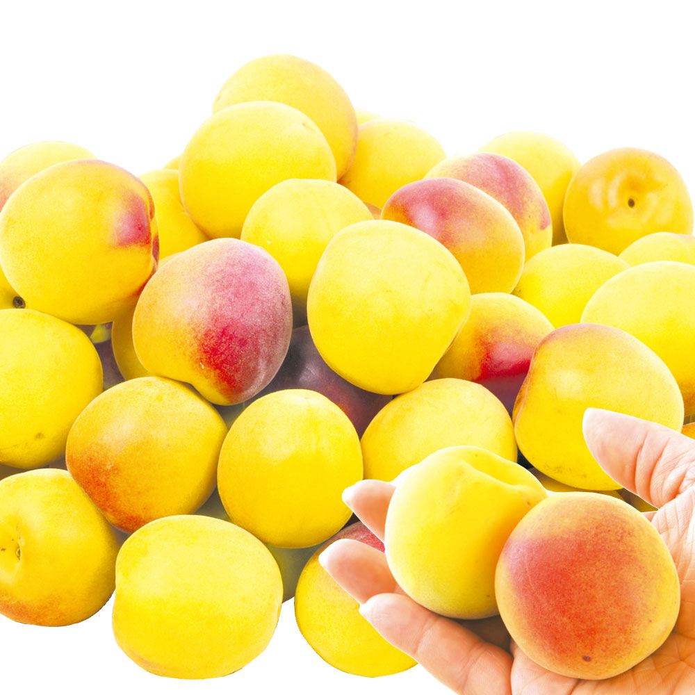 梅 10kg 南高梅【熟梅】ご家庭用 和歌山産 送料無料 食品