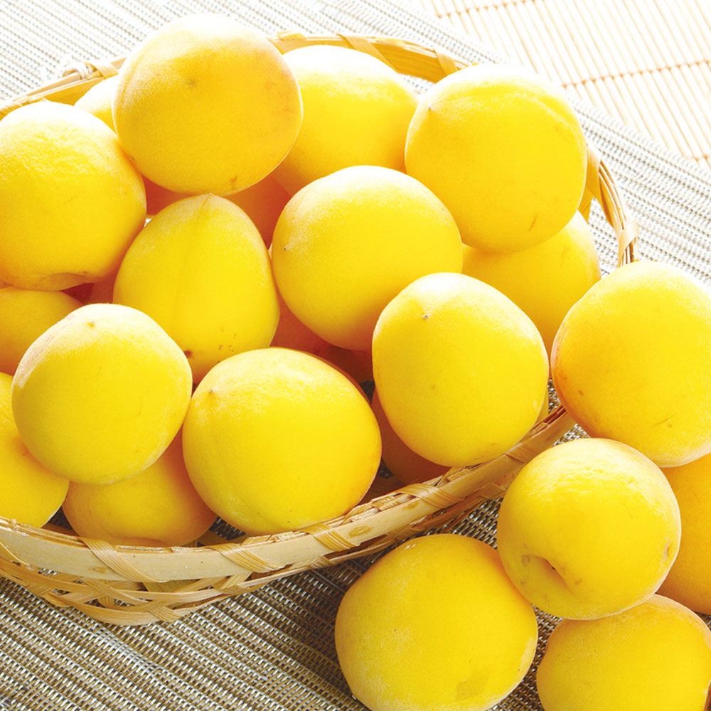 梅 10kg おまかせ熟梅 ご家庭用 和歌山産 送料無料 食品