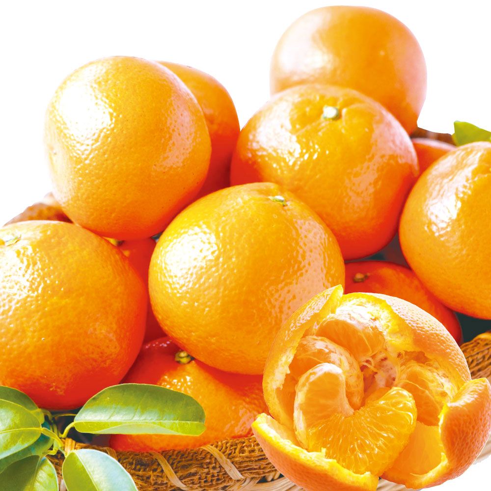 みかん 10kg いよかん 秀品 大特価 愛媛産 送料無料 食品