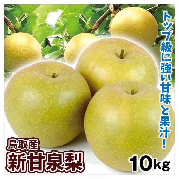 なし 10kg 新甘泉梨 鳥取産 送料無料 食品