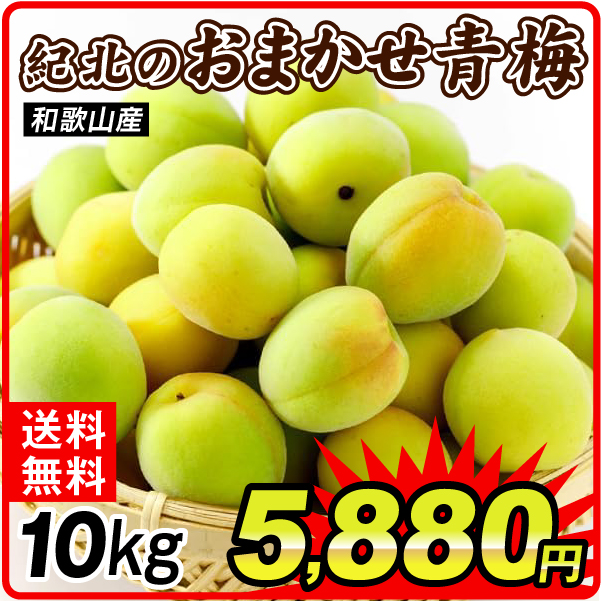 梅 10kg 紀北のおまかせ青梅 和歌山産 送料無料 食品