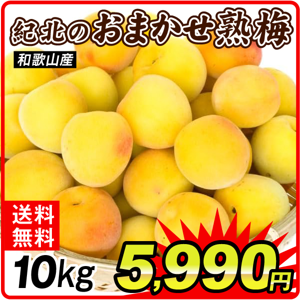 梅 10kg 紀北のおまかせ熟梅 和歌山産 送料無料 食品