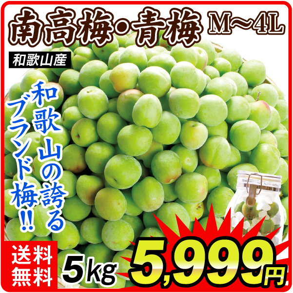 梅 5kg 紀州南高梅【青梅】 和歌山産 送料無料 食品