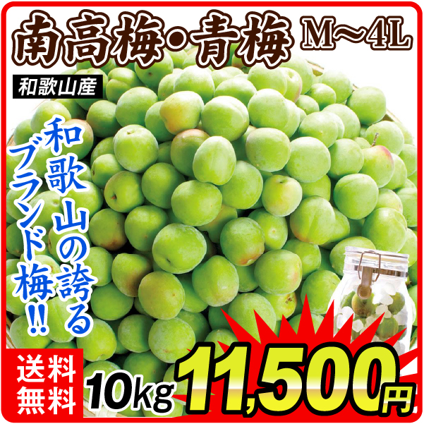 梅 10kg 紀州南高梅【青梅】 和歌山産 送料無料 食品