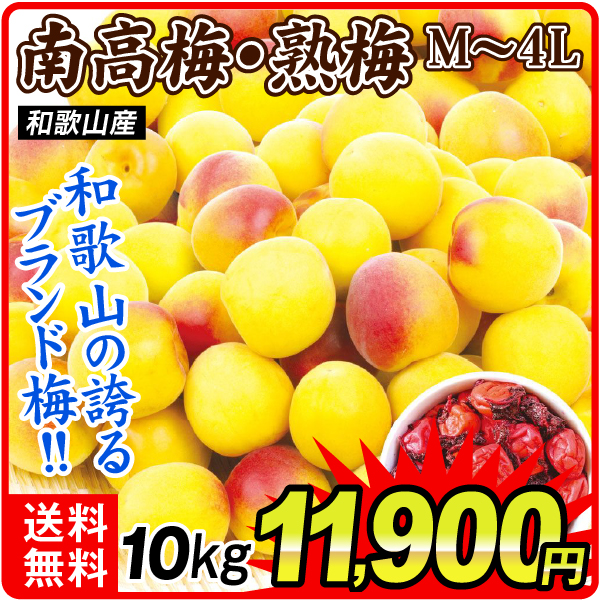 梅 10kg 紀州南高梅【熟梅】 和歌山産 送料無料 食品
